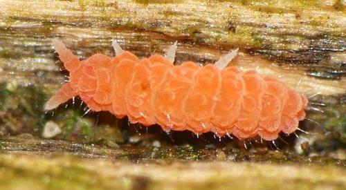 Bilobella braunerae
